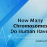 how many chromosomes do human have